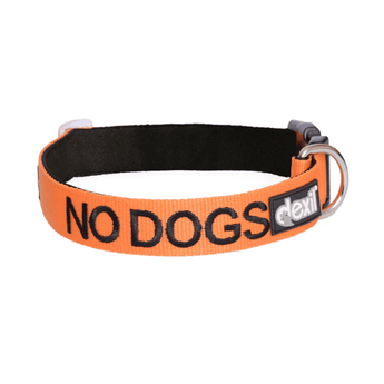 White background with an orange Dexil collar with the word 'No Dogs' stitched in black.