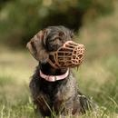 Dog Muzzle with Leather Strap on dog outside in grass
