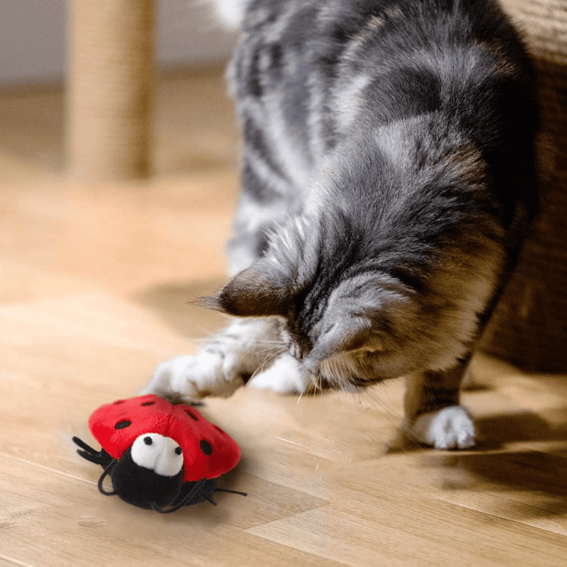 Long haired silver tabby cat playing with plush Ladybird cat toy with black head, antenna and legs, white plush eyes and a red wings with three spots on either side on laminate flooring. 