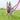 Australia Kelpie dog wearing a Pink Halti Anatomy Harness with a pink Halti Anatomy Multi Lead with a metal clips and loops attached, outside on grass.