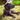 A Young Black Labrador dog wearing a blue Halti Comfort collar with a lead connected. The dog is lying on a lawn.