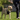 Dog walker walking a yellow Labrador which is wearing a Black Halti 'No Pull' Harness with a Halti Training Lead attached. 