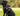 Black Patterdale terrier wearing a purple Halti harness with a Halti Double Ended lead attached, pictured outside on grass.