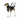 White background with a Jack Russell Terrier wearing a Black Halti 'No Pull' Harness with a metal clips and loops. 
