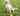 A small cream-colored dog sits on a grassy lawn with a yellow Grrrelli Soft Rope Tugger Dog Toy.