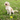 A small cream-colored dog sits on a grassy lawn with a yellow Grrrelli Soft Rope Tugger Dog Toy.