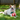 A brown and white collie cross dog laying on a grass with a apple-shaped Happy Pet Very Hungry Caterpillar tugger dog toy.