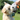 Terrier playing with a medium Hemmo and Co. Mallard duck plush dog toy. 