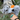 Husky playing with a large Hemmo and Co. Mallard duck plush dog toy. 