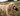 A cream-colored poodle dog stands in a grassy field holding a happy pet toy pheasant with a striped brown and black body, white neck, and green head in its mouth.