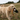 A cream-colored poodle dog stands in a grassy field holding a happy pet toy pheasant with a striped brown and black body, white neck, and green head in its mouth.