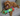 A brown poodle cross dog laying on a grey sofa with a colourful Happy Pet Very Hungry Caterpillar plush tugger dog toy.