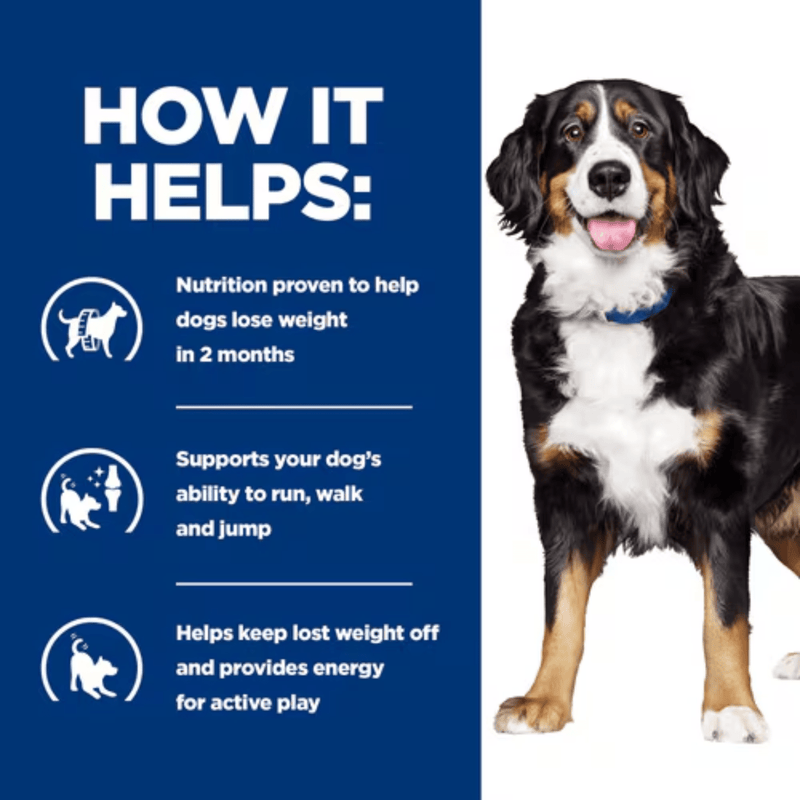 Picture of an adult Bernese Mountain dog pictured next to a blue section with white text stating 'How it helps: Nutrition proven to help dogs lose weight in 2 months, Supports your dog's ability to run, walk and jump, Helps keep lost weight off and provides energy for active play.' 