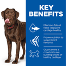 Picture of an adult brown Labrador dog pictured next to a blue section with white text stating 'Key Benefits, EPA from fish oil helps keep joint cartilage healthy, Proven nutrition to support joint flexibility, Glucosamine & chondroitin are building blocks of healthy cartilage'.