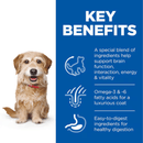 Picture of a small adult brown dog pictured next to a blue section with white text stating 'Key Benefits, A special blend of ingredients help support brain function, interaction, energy & vitality, Omega-3 & 6 fatty acid for a luxurious coat, Easy-to-digest ingredients for healthy digestion'.