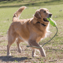 Labrador with a Kong Air Dog Rope in it's mouth