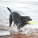A brown Labrador in the ocean running with a KONG AirDog Football in its mouth