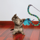 Brown tabby kitten playing with a KONG Cat Curlz Teaser pictured. The teaser is blue, green and purple with blue feathers and purple twisted ribbons on the end. 