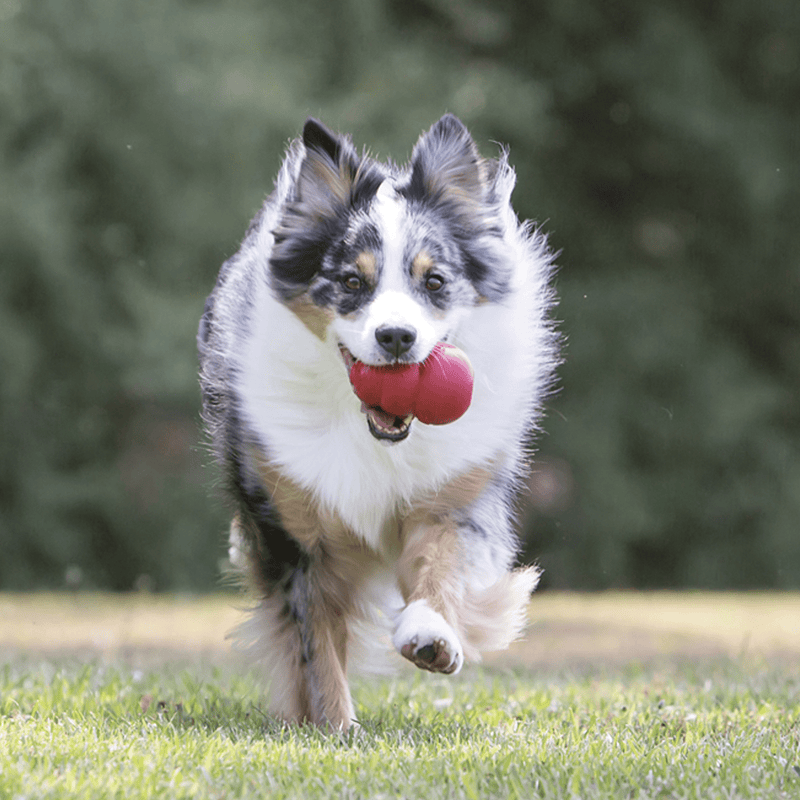 Boarder Collie running in grass with KONG toy in its mouth