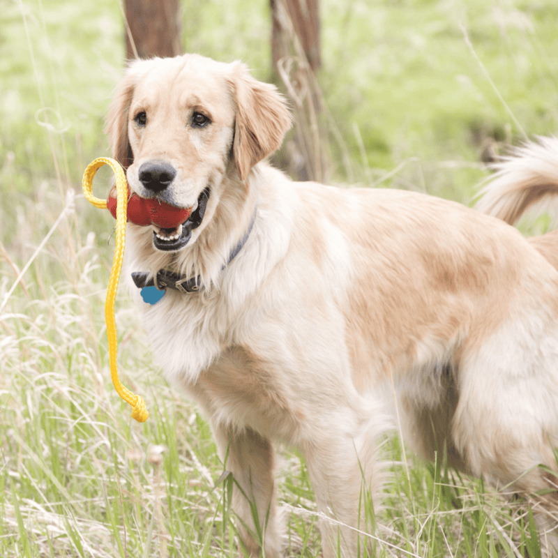 KONG Classic with Rope in the mouth of a Labrador