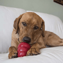 Labrador with KONG Classic