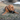 Brown Retriever Puppy with a black KONG Extreme Ball pictured in a garden.