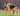 German Shepherd dog with a black KONG Extreme Ball with Rope, pictured in a garden.