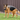 German Shepherd dog with a black KONG Extreme Ball with Rope, pictured in a garden.