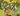 Two Jack Russell Terriers playing with an orange KONG Jumbler ball, in a garden with daffodils in the background.