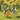 Two Jack Russell Terriers playing with an orange KONG Jumbler ball, in a garden with daffodils in the background.