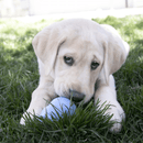 Labrador puppy in grass with blue KONG puppy toy