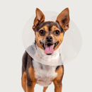 A small dog wearing the KONG QuickFit Collar around its neck
