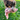 Adult brown collie dog with a KONG Scrumples Bunny dog toy, the main body is made from faux fur body with a cream belly and muzzle with stitched features, on grass.