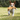 Jack Russell terrier carrying plush orange fox with white underside rope dog toy outside on grass. 