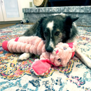 Black and white collie with a pink soft fabric and rope rabbit KONG Dog Toy with a bright pink eyes, ears and feet in the dog's mouth, pictured lying on patterned rug. 