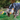 Blue heeler dog with a KONG Shakers Duck dog toy, with a long green and brown neck and grey body, yellow beak and legs with stitched features in it's mouth.