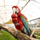 Scarlet Macaw parrot holding small red Kong in it's claws, while eating the treats inside. 