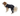 White background with an adult brown and white Collie type dog wearing a black bodysuit with full length hind legs while standing pictured.