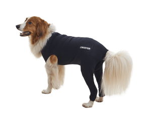 White background with an adult brown and white Collie type dog wearing a black bodysuit with full length hind legs while standing pictured.