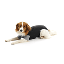 White background with an adult brown and white Collie type dog wearing a black bodysuit with a grey trim while lying down pictured.