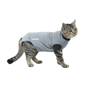 White background with an young adult tabby cat wearing a grey bodysuit with a black trim while standing pictured.