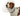 White background with a close up of a brown and white collie type dog  wearing a transparent plastic Elizabethan style recovery collar.