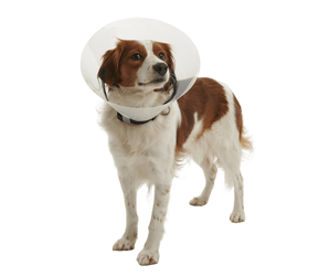 White background with a full body view of a brown and white collie type dog  wearing a transparent plastic Elizabethan style recovery collar attached to a black collar. 