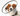 White background with a close up of a brown and white collie type dog  wearing a transparent plastic Elizabethan style recovery collar.