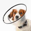 White background with a close up of a brown and white collie type dog  wearing a transparent plastic Elizabethan style recovery collar.