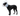 White background with a Black Labrador dog wearing a transparent plastic Elizabethan style recovery collar.