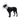 White background with a Black Labrador dog wearing a transparent plastic Elizabethan style recovery collar.