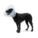 White background with a Black Labrador dog wearing a transparent plastic Elizabethan style recovery collar.