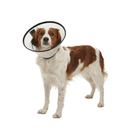 White background with a full body view of a brown and white collie type dog  wearing a transparent plastic Elizabethan style recovery collar.