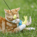 Ginger tabby cat with white paws playing with pastel coloured stars with feathers attached to a fishing rod style cat teaser.